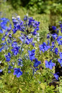 Dwarf Delphinium